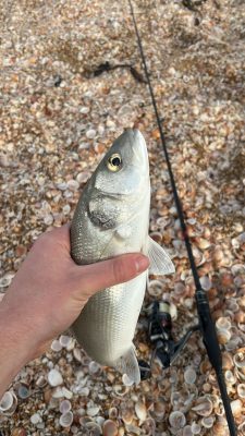 איך לתפוס לברק