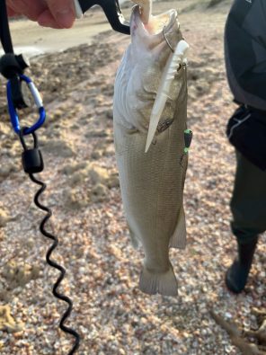 דמוי סיליקון אקסלייר 14 גרם עם רעשן – דמוי מומלץ לדיג דגים טורפים בים בישראל | חנות דיג BABAJIG בתל אביב