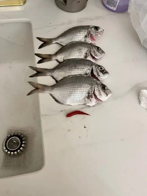Fish with Worms Silicone