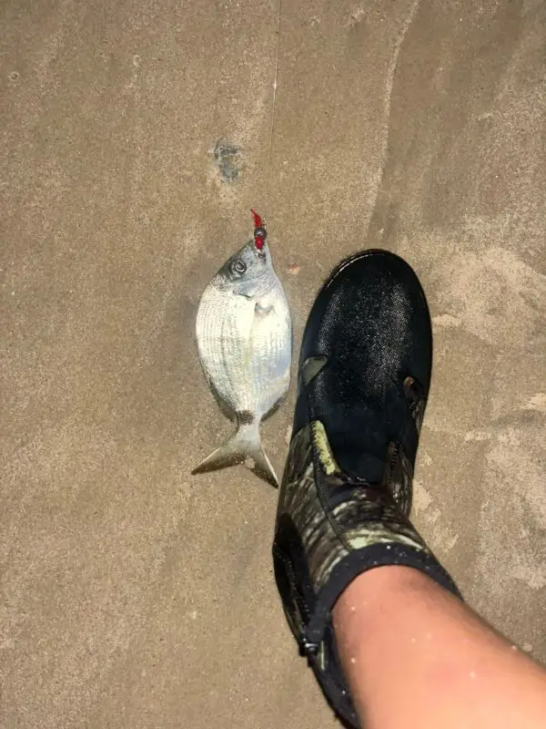 Berkley Fusion19 Offset EWG Hook is What and and or Set shi with. What What of: od with SlickSet: This yy of Fish. for of Strength: with for of Strength di Who. Small: pi Speed to Him. Who Variety g for Sea: g Shore Jigging for Sea 1 5/0, is Variety of shi Fishing. Who All: This Beginners and for Anglers Experienced. This Excellent shi with and Variety of Fishing.
