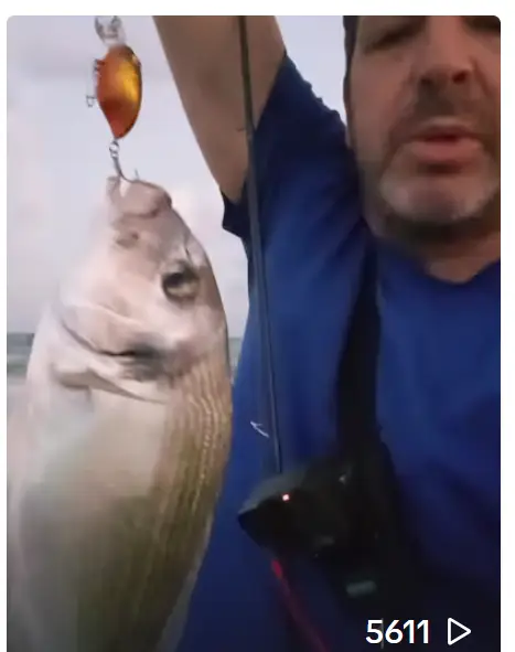 גולדן פיש – דמוי קרנק צף 5-11 גרם