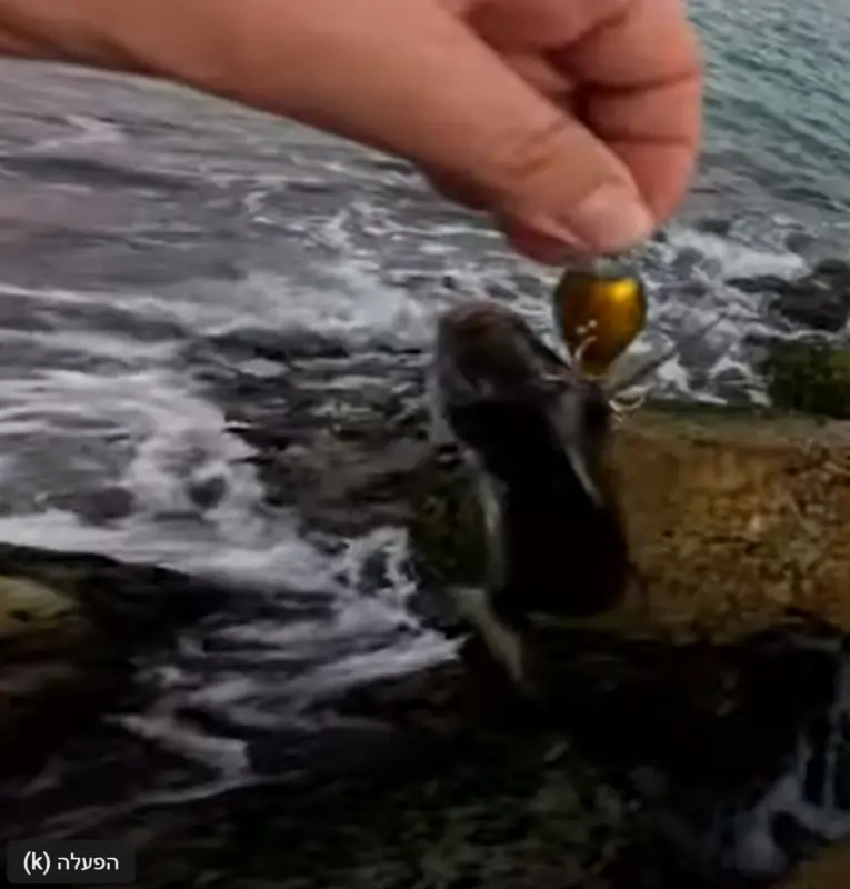 גולדן פיש – דמוי קרנק צף 5-11 גרם