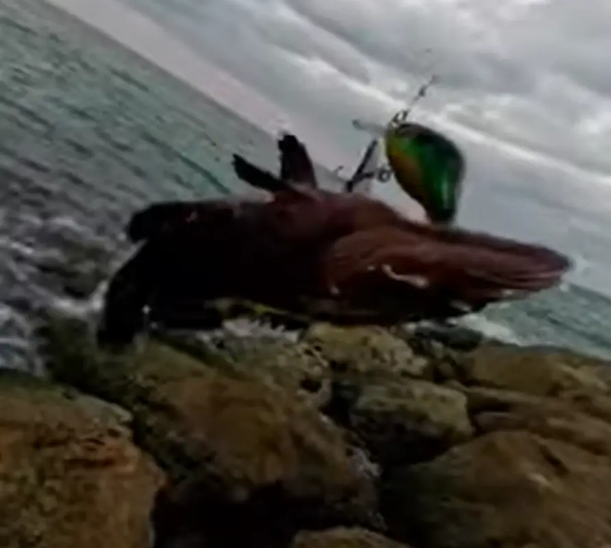 גולדן פיש – דמוי קרנק צף 5-11 גרם