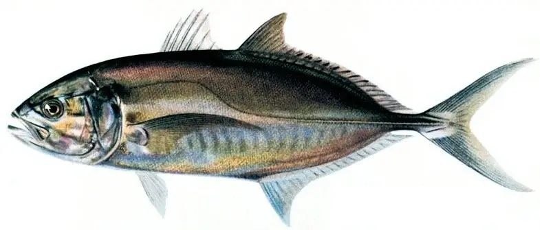 Target Fish for Fishing - Trax on