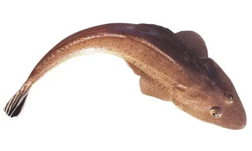 Target Fish for Fishing - Area - Head Indian