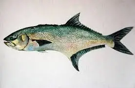 Target Fish for Fishing - Arian